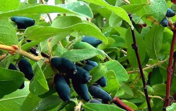 Особенности выращивания жимолости сорта Принцесса Диана