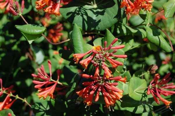 Жимолость вьющаяся декоративная Брауна Дропмор Скарлет — хаpaктеристики