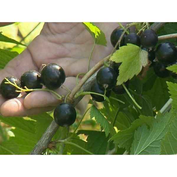 Смородина чёрная Русалка — основные хаpaктеристики сорта