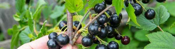 Чёрная смородина Тсема — основные хаpaктеристики сорта