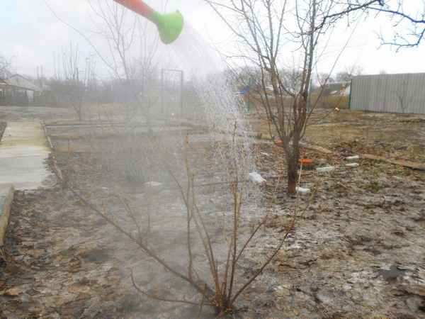 Боится ли смородина весенних заморозков