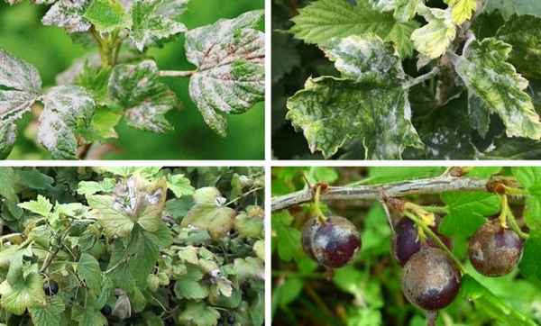 Методы борьбы против мучнистой росы на смородине