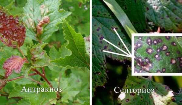 Методы избавления от септориоза смородины