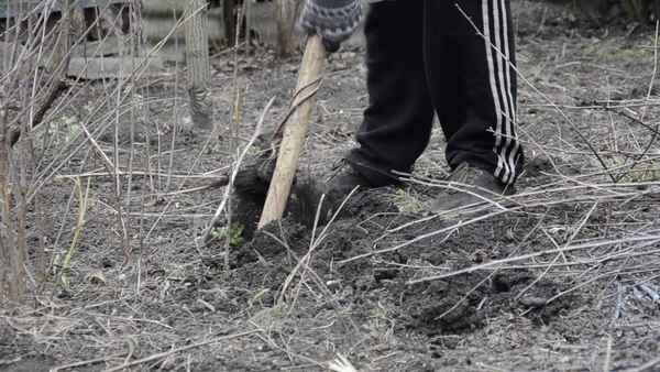 Способы избавления от малины на участке