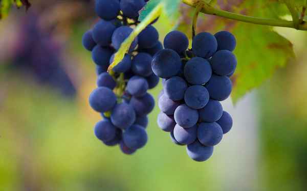 Виноград — это ягода или фрукт