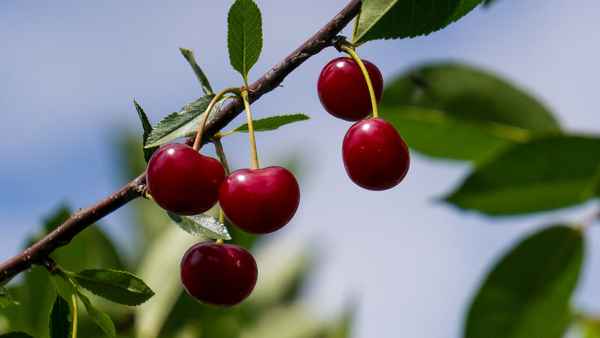 Особенности посадки и ухода за вишней Шпанка