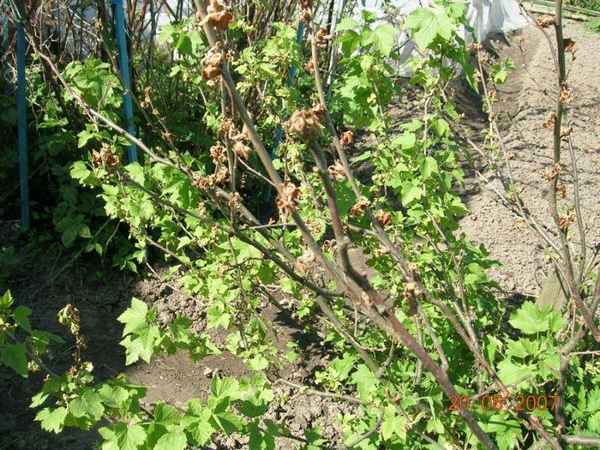 Почему засыхают ветки у смородины