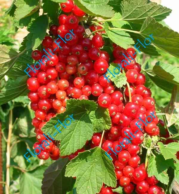 Красная смородина Мармеладница: хаpaктеристика сорта и особенности выращивания