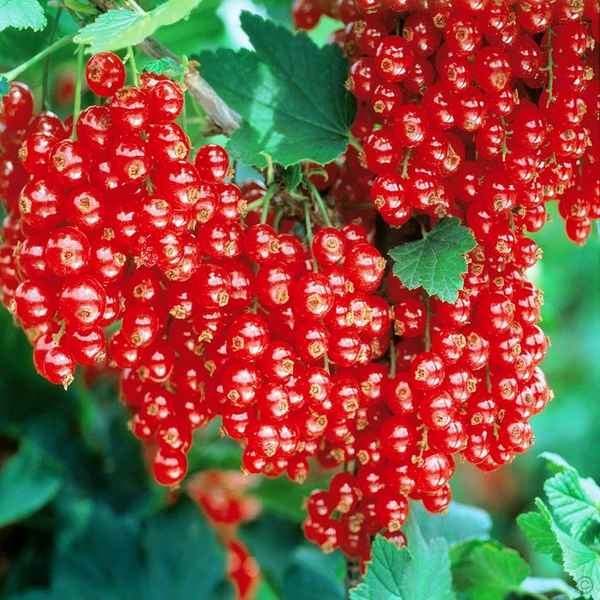 Смородина красная Йонкер Ван Тетс — основные хаpaктеристики сорта