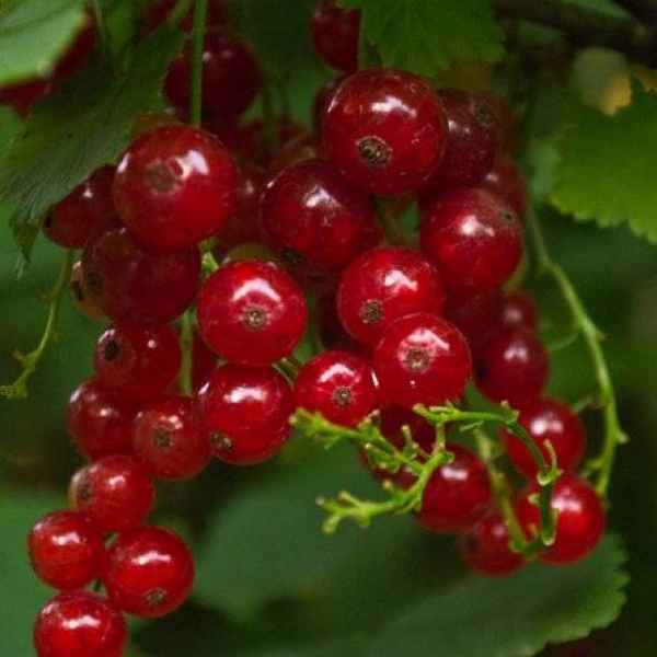 Сорт красной смородины Вика (Виктория): преимущества и недостатки