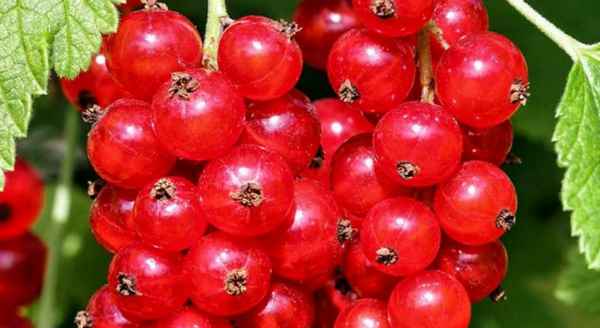 Красный крест: особенности сорта красной смородины, посадка и уход