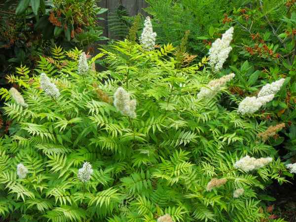 Спирея с листьями, похожими на рябину