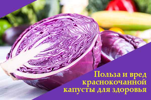 Вред и польза красной капусты для организма человека