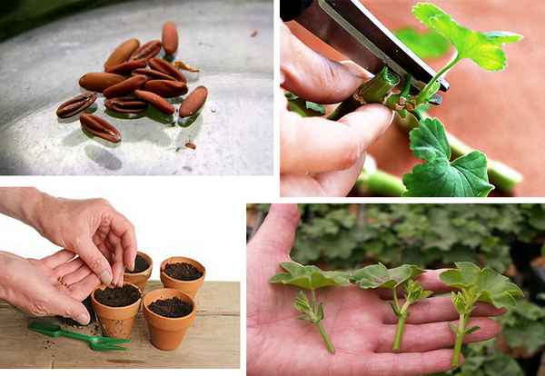Как правильно размножить герань черенками в домашних условиях