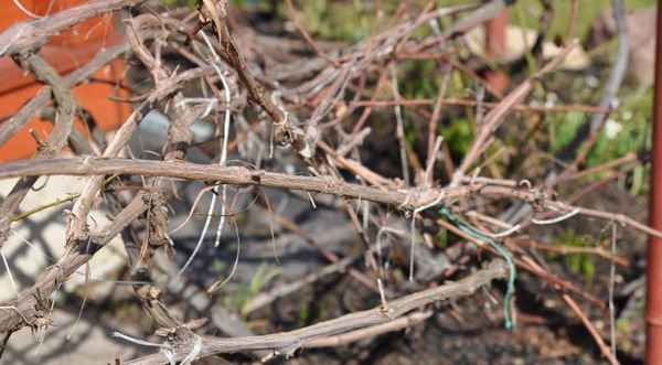 Восстанавливаем виноград после зимовки