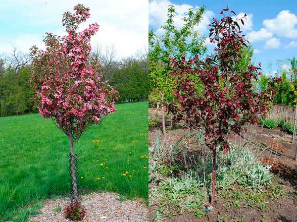 Особенности посадки и ухода за декоративной яблоней сорта Роялти