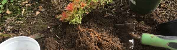 Время пересадки спиреи