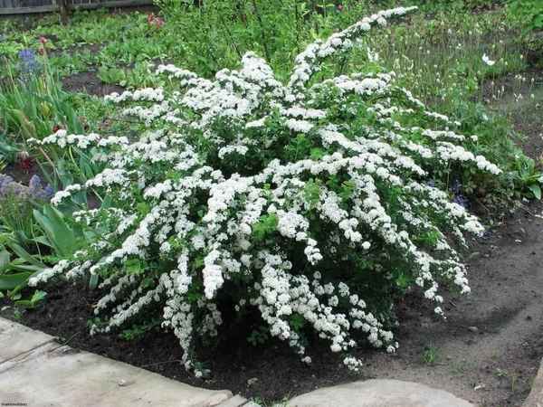 Описание сортов спиреи Ниппонской