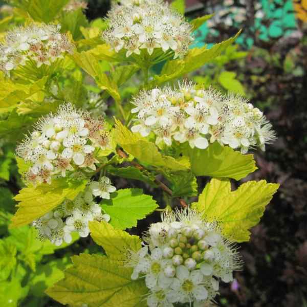 Сорта спиреи калинолистной: фото и описание, выращивание