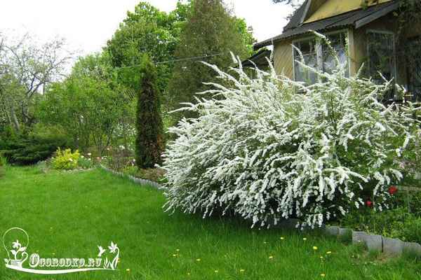 Виды спиреи иволистной, применение, особенности выращивания