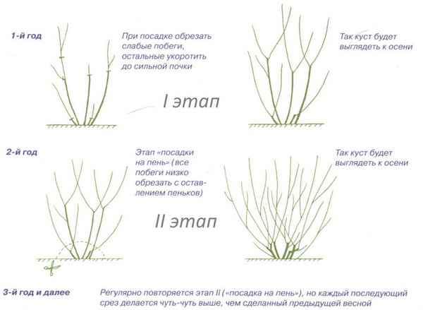 Спирея Маленькая Принцесса: размеры взрослого куста, как вырастить, когда обрезать