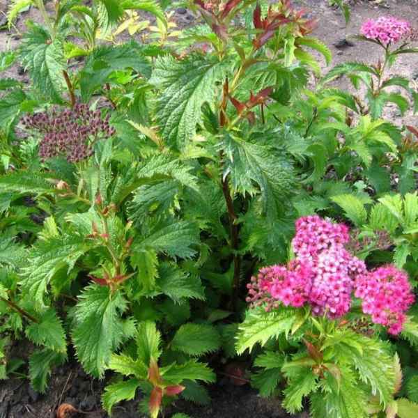 Как выглядит спирея Криспа, особенности посадки и ухода