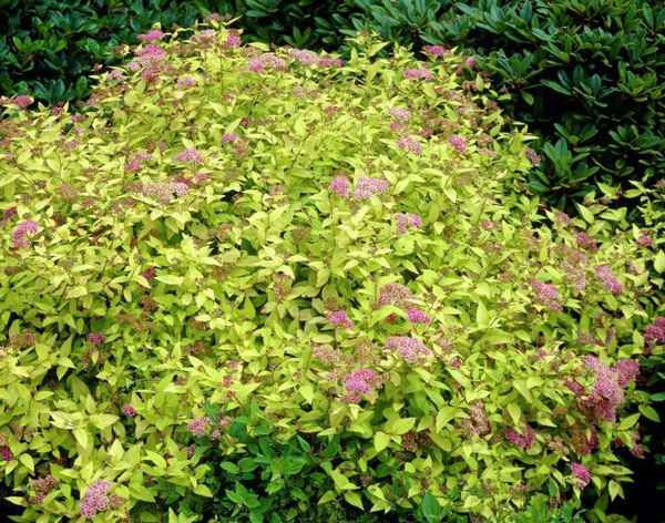 Спирея Голдмаунд: описание и особенности выращивания