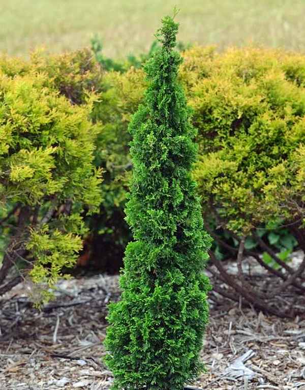 Туя западная Дегрут Спайр