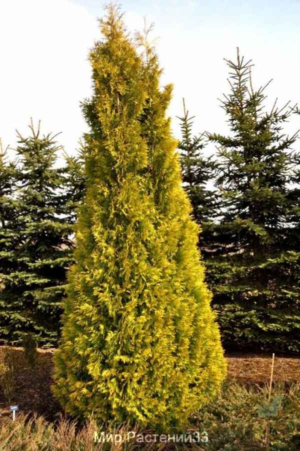 Туя западная сорта Еллоу Риббон