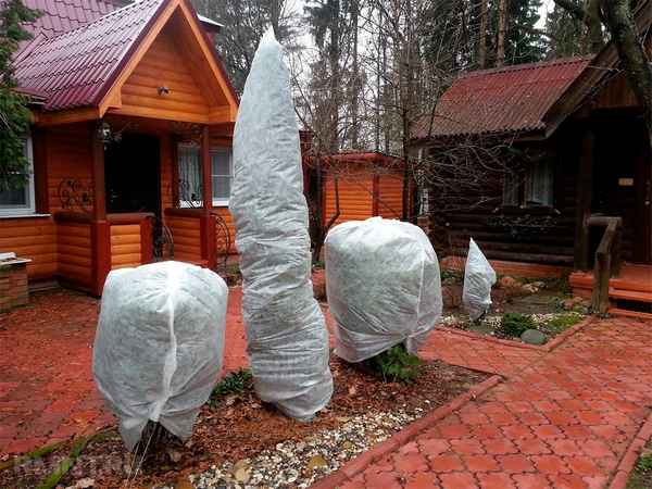 Подготовка туи к зиме: способы и материал для укрытия