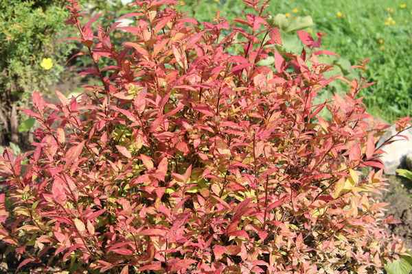 Как называется спирея с красными листьями, фото и описание