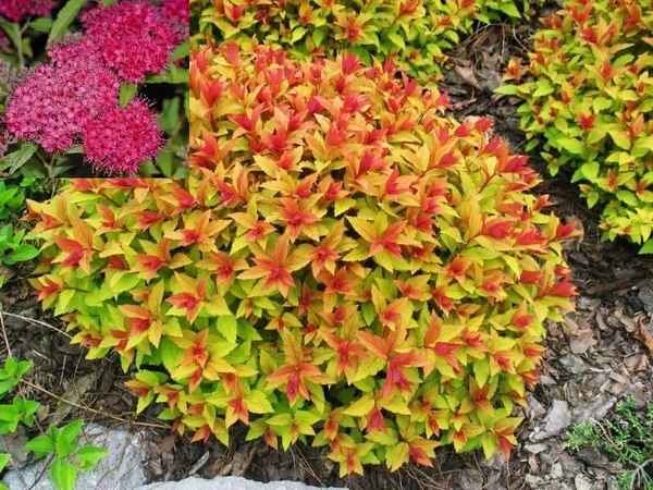 Описание спиреи Голдфлейм