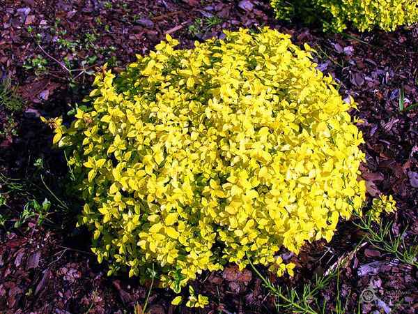 Кустарник спирея Голден Карпет