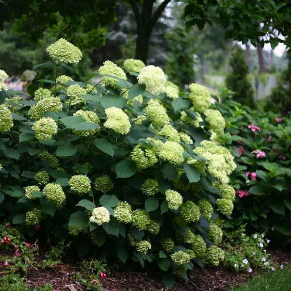 Гортензия древовидная