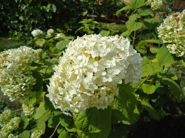 Гортензия метельчатая: посадка и уход за цветком в Сибири