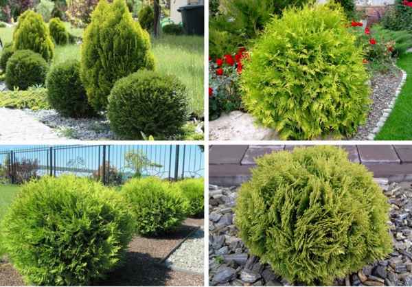 Описание, посадка и уход туи Даника Ауреа