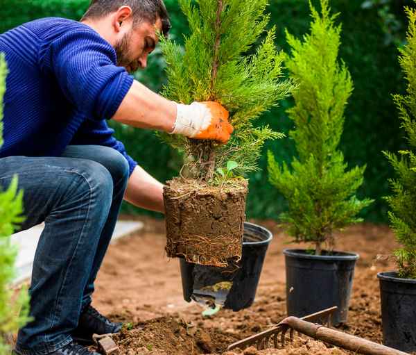 Посадка туи