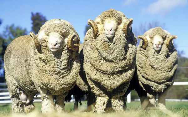 Мериносовые овцы: достоинство породы, уход, ценность шерсти