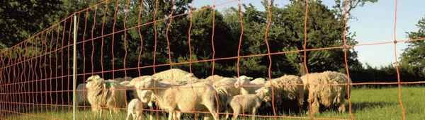 Электронный пастух для овец: преимущества и недостатки, процесс привыкания овец