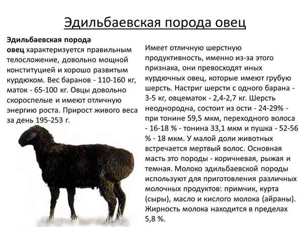 Описание, особенности и разведение Эдильбаевской породы овец
