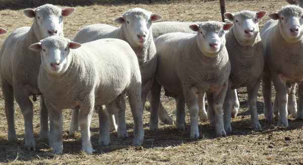 Особенности породы овец Иль де Франс: описание, особенности разведения