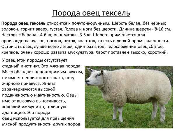 Овцы мясной породы тексель: описание, происхождение, разведение