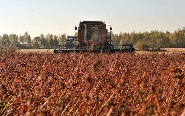 Сбор гречихи с полей