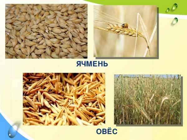 Чем отличаются овёс и ячмень