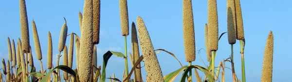 Описание, применение и правила выращивания африканского проса