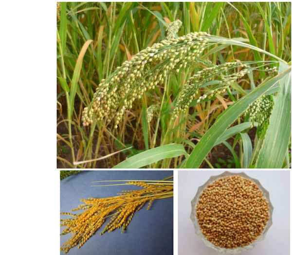 Что такое пшено, как растёт и из чего его делают