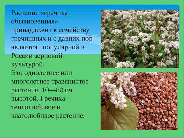 Что такое гречиха и к какому семейству она относится