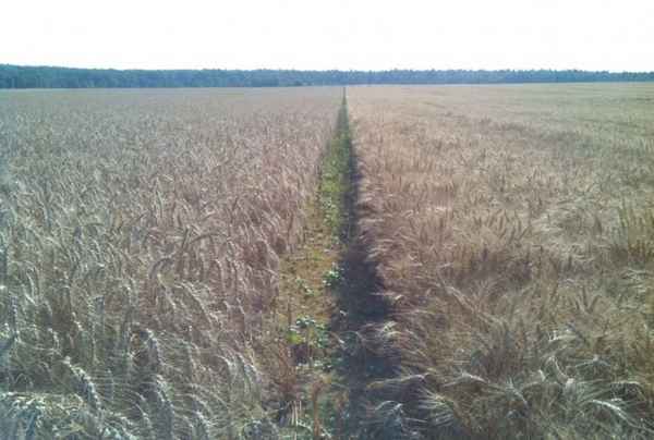 Описание и правила выращивания сорта озимой пшеницы Московская 40