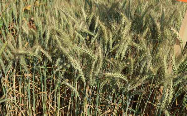 Описание и особенности выращивания озимой пшеницы сорта Степь