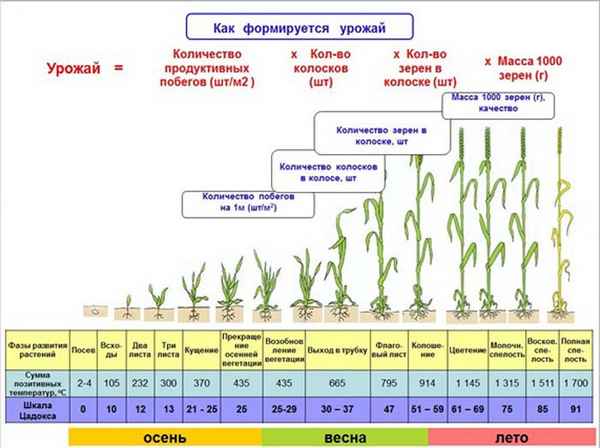 Особенности вегетационного периода озимой и яровой пшеницы, фазы развития растения